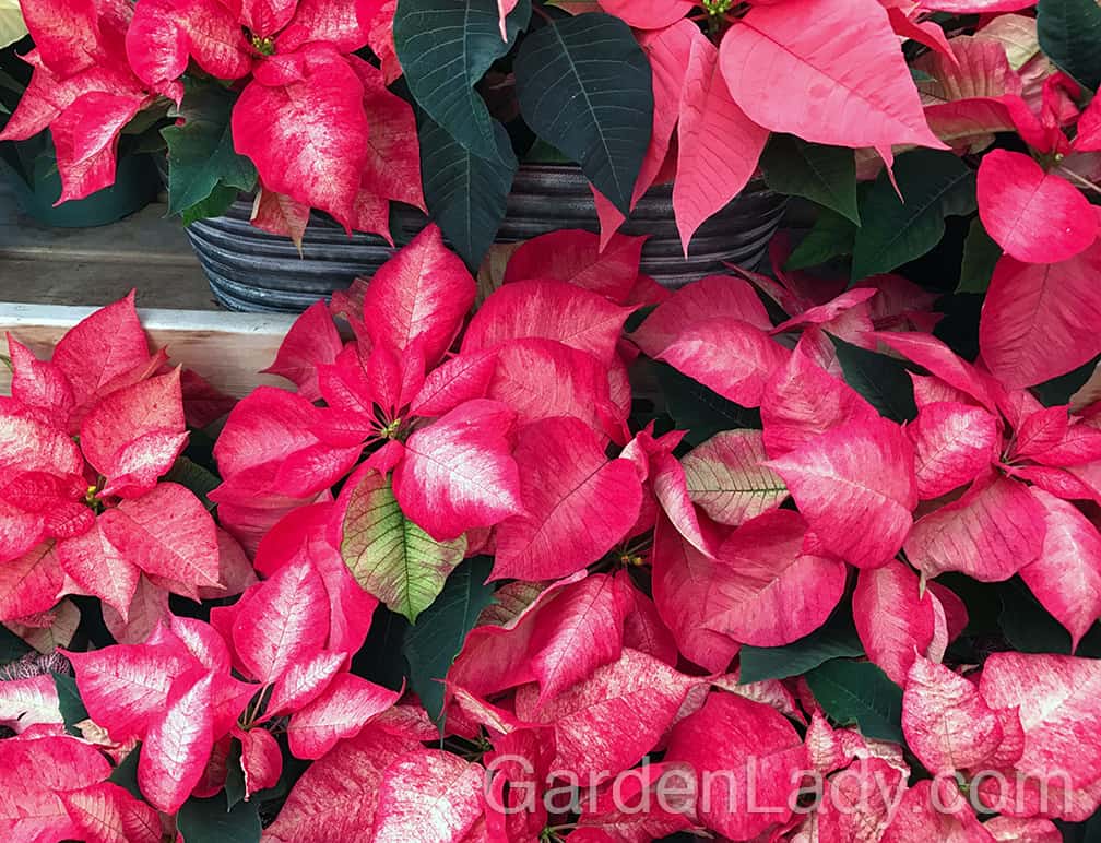 There are new colors of Poinsettia plants being introduced every year. Pink, white, red and beyond....WAY beyond.