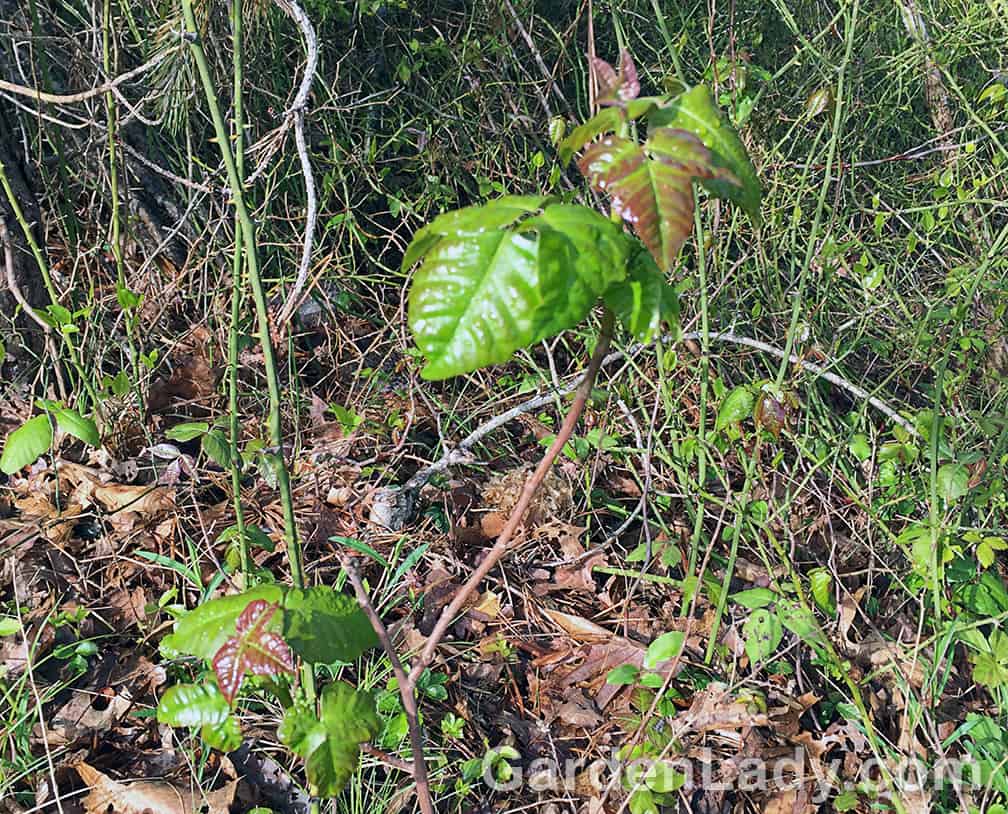 This IS poison ivy, which can grow as a ground cover, a vine, or a low growing underbrush shrub. In the early spring the new growth often has a reddish tinge, and the leaves are shiny.