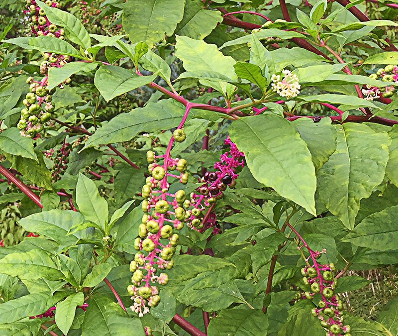 A Postcard From Pokeweed