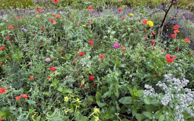 A Postcard About Winter Sowing