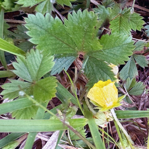 I Love Potentilla Canadensis Aka Dwarf Cinquefoil 