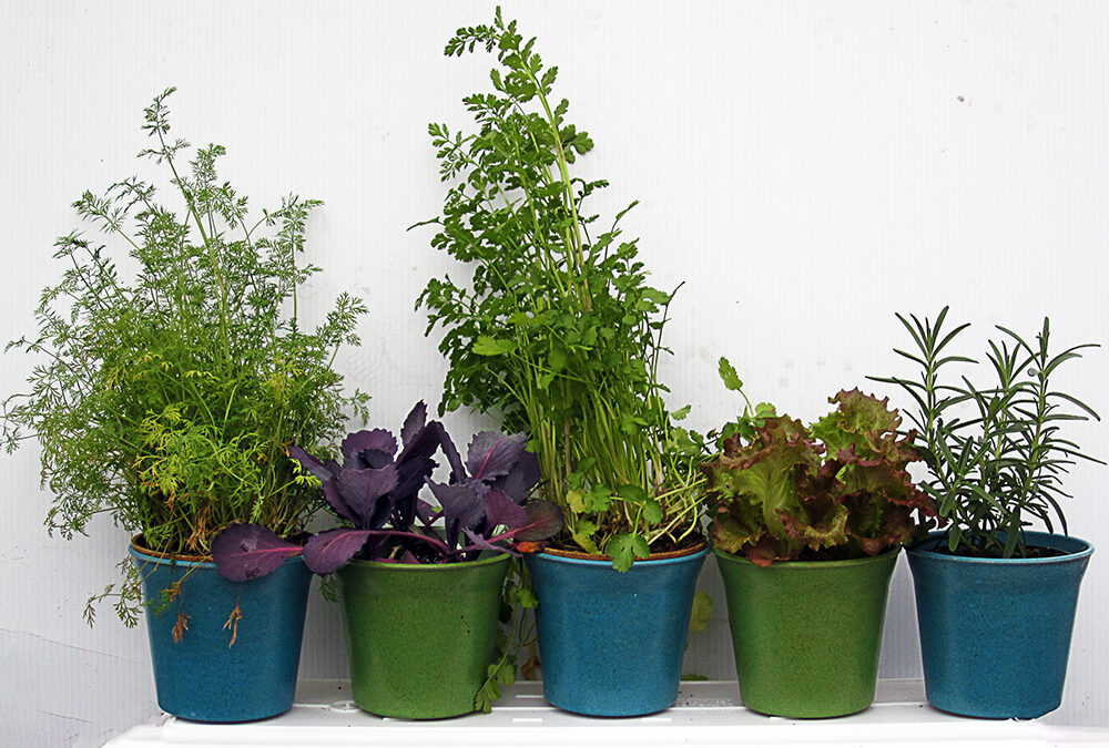 Today on The Garden Lady: A Postcard From Herbs