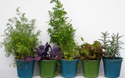 Today on The Garden Lady: A Postcard From Herbs