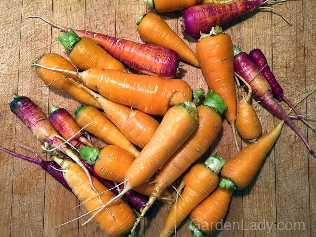 preserving_garden_carrots