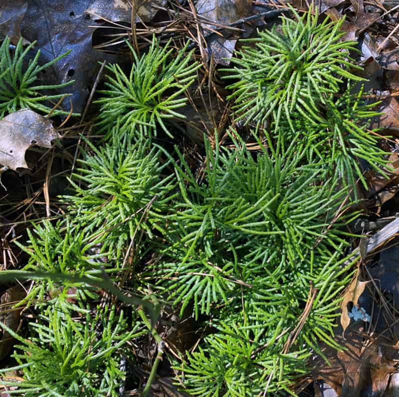 I Love Dendrolycopodium obscurum, aka princess pine.