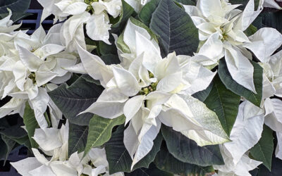 I Love Princettia®  Poinsettias From Suntory Flowers.