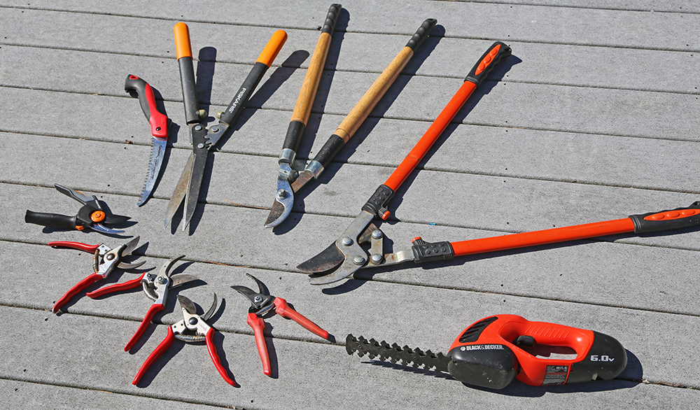 A Postcard From Plants About Pruning