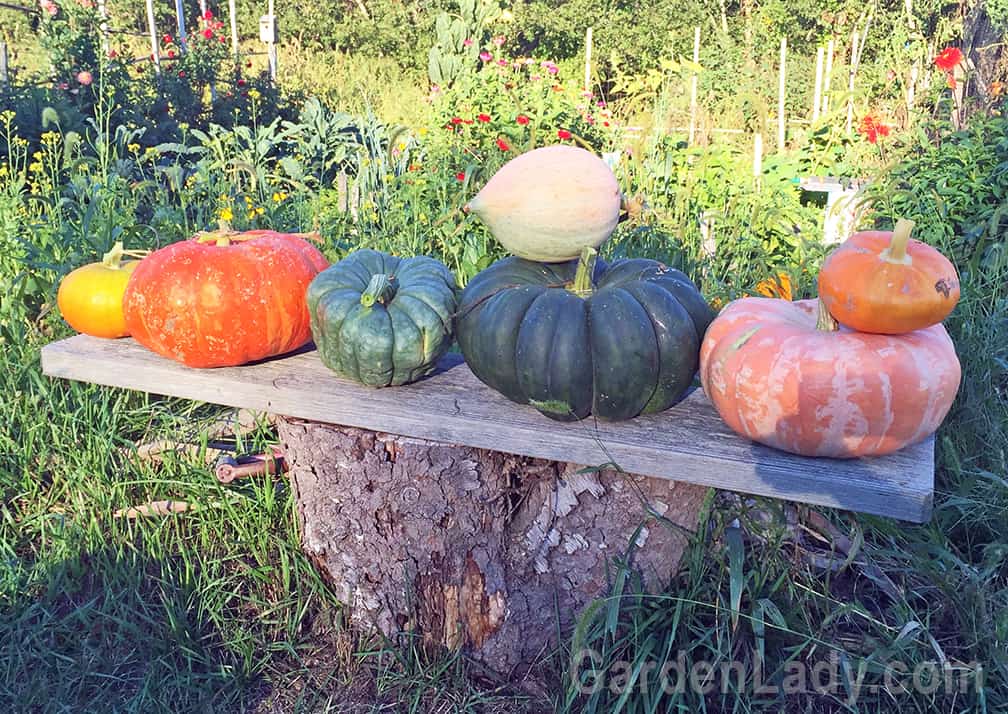 Our pumpkins and squash might have taken over most of the garden, but they've produced some lovely fruit! We've grown pumpkin pies, winter squash soup and a coach for Cinderella.