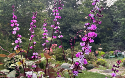 I Love Lablab purpureus aka Purple Hyacinth Vine