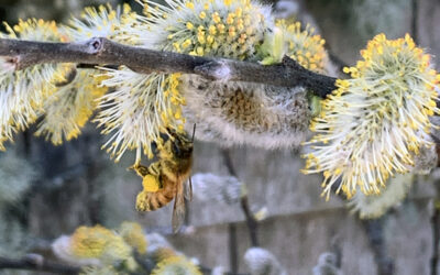 A Postcard From Spring Bloomers