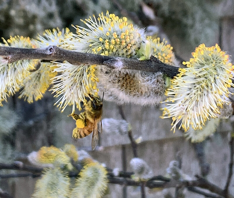 A Postcard From Spring Bloomers