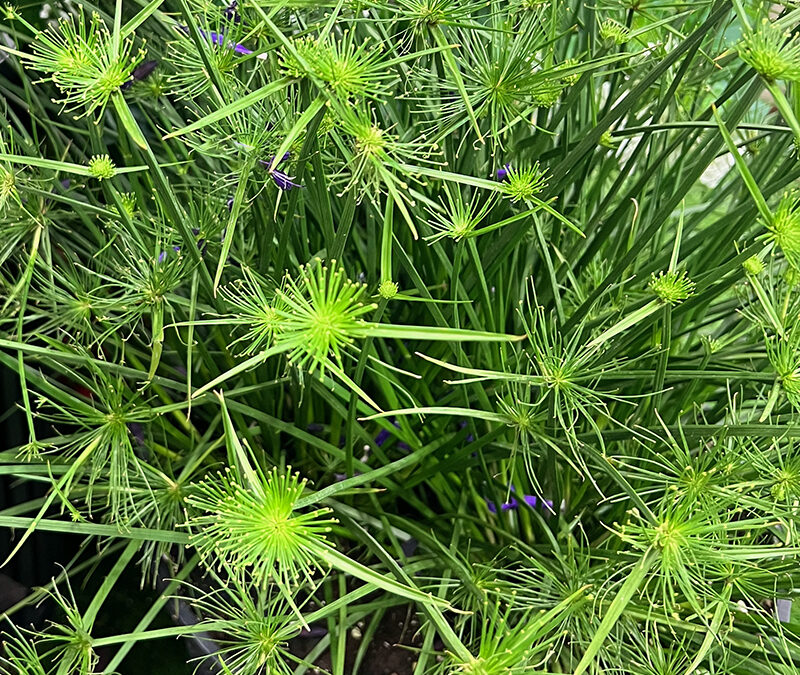 I Love Cyperus prolifer aka Queen Tut Papyrus