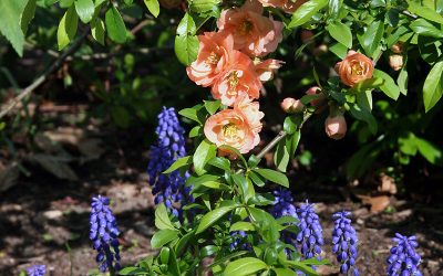 I Love Chaenomeles Speciosa, aka Japanese Flowering Quince