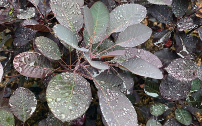 Savoring The Rain