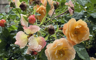 A Postcard From Plants About the Myth of Sunlight and Water Drops