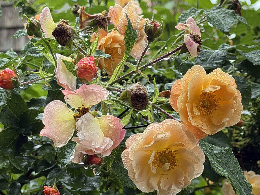 A Postcard From Plants About the Myth of Sunlight and Water Drops