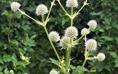 I Love Eryngium yuccifolium aka Rattlesnake  Master