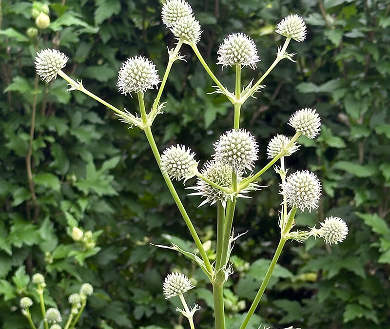 I Love Eryngium yuccifolium aka Rattlesnake  Master