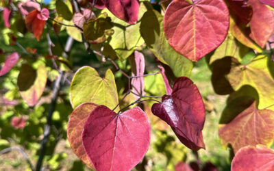 I Love Flame Thrower® Redbud aka Cercis canadensis ‘NC2016-2’