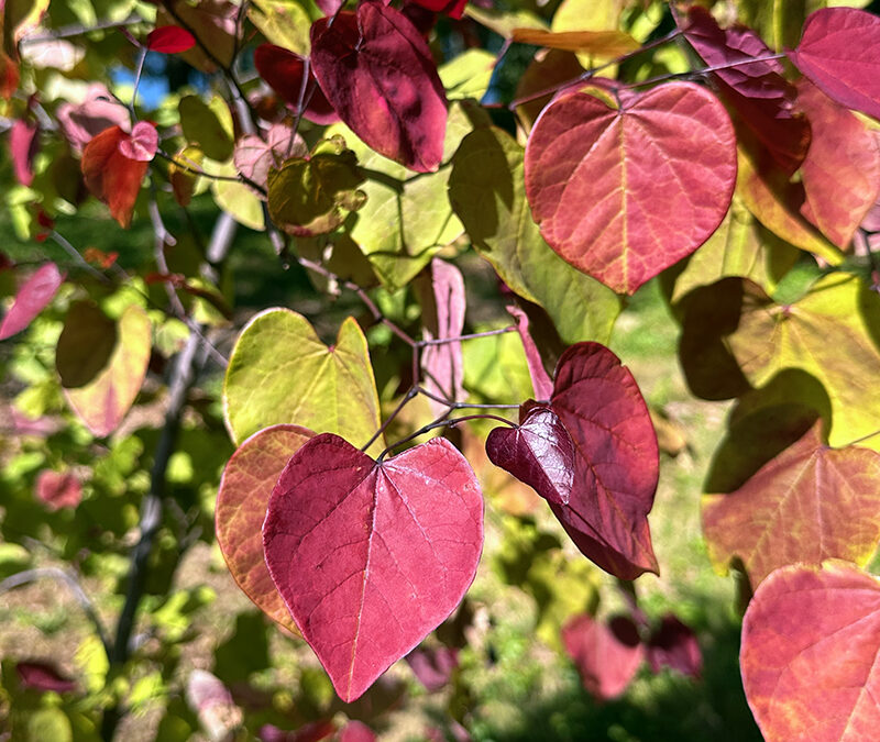 I Love Flame Thrower® Redbud aka Cercis canadensis ‘NC2016-2’