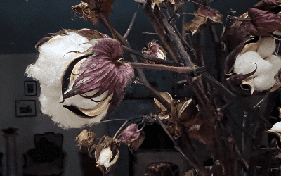 I Love Gossypium hirsutum ‘Red Foliated’ aka red foliaged cotton.