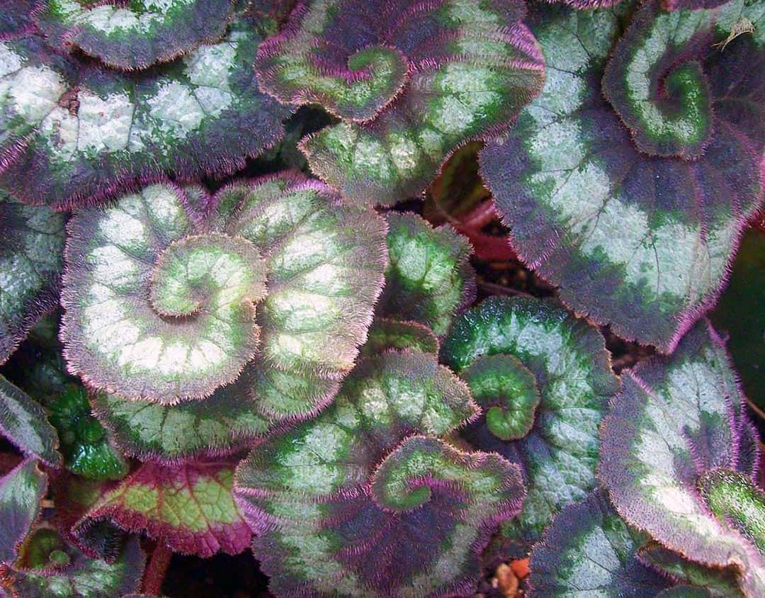 Rex begonias can have leaves that spiral inward.