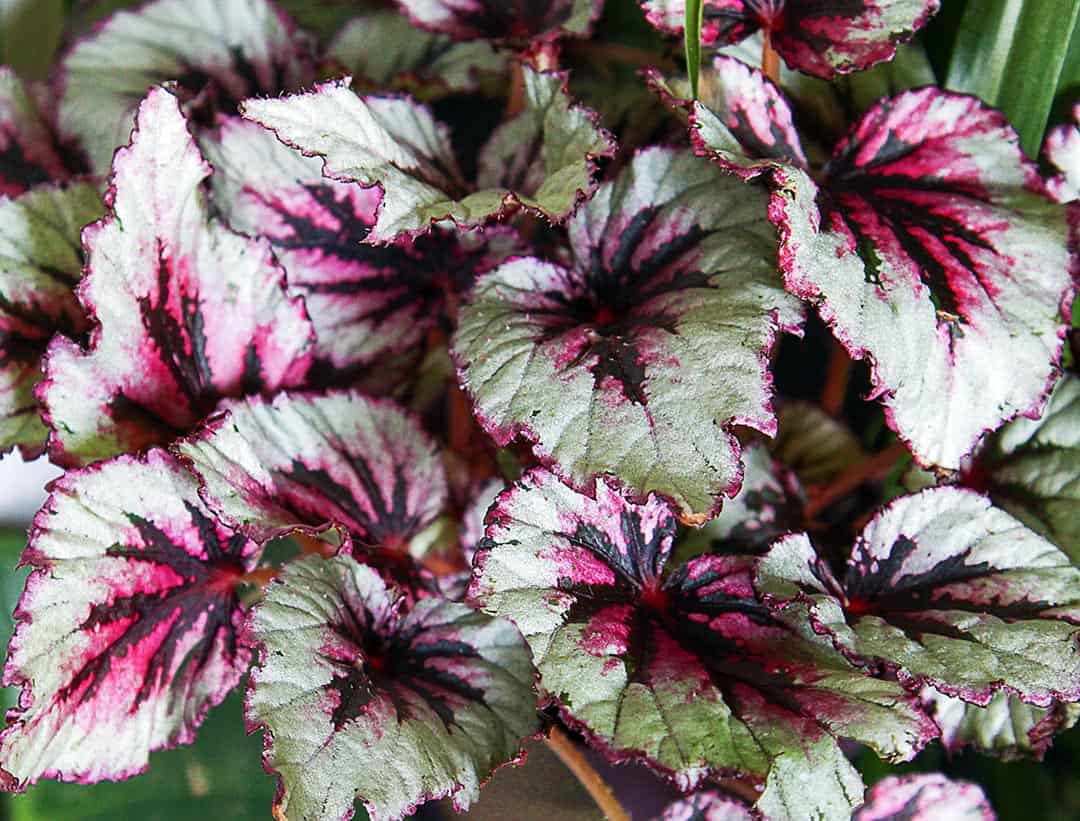 Rex begonias don't usually have showy flowers but their leaves are as colorful as many blooms. Grow them in shade.