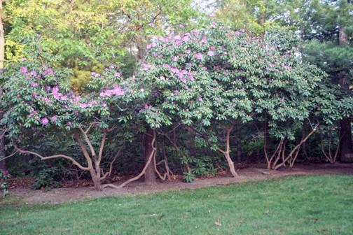 rhododendron limbup