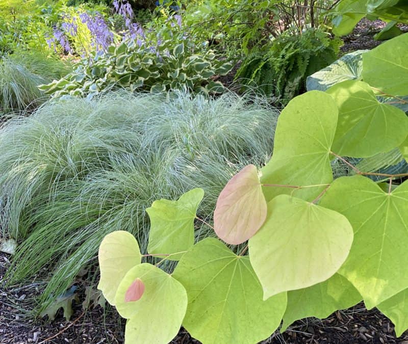 I Love Cercis canadensis ‘JN2’ aka The Rising Sun Redbud