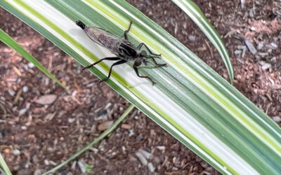 A Postcard from Insects and Diseases