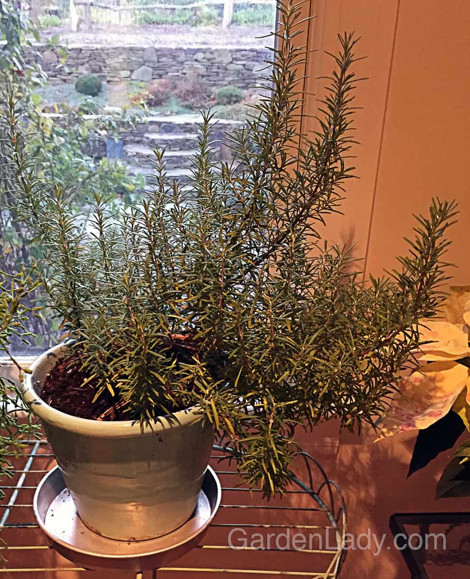 Herb lovers have a saying: "A dry rosemary is a dead rosemary." Sometimes this plant will need watering every three to five days indoors - often more often than your other houseplants.