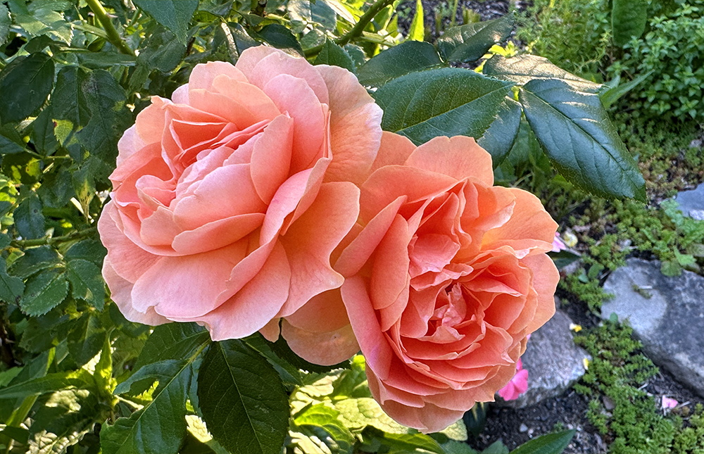 A Postcard From Rosa