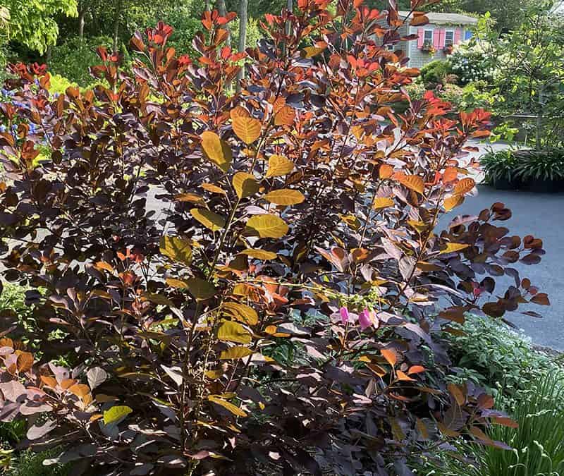 I Love Cotinus coggygria ‘Royal Purple’ aka Royal Purple Smoke Bush