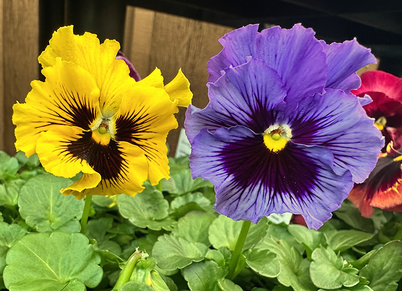 Some pansies have ruffled edges and some have smooth edges. Their bright colors, with a yellow center an dark blotches make them appealing no matter what their size or hue. 