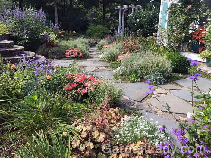 I Love Variegated Spreading Salmon Sunpatiens | GardenLady.com