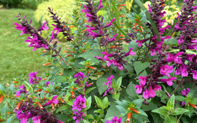 I Love Rockin’® Fuchsia Salvia hybrid