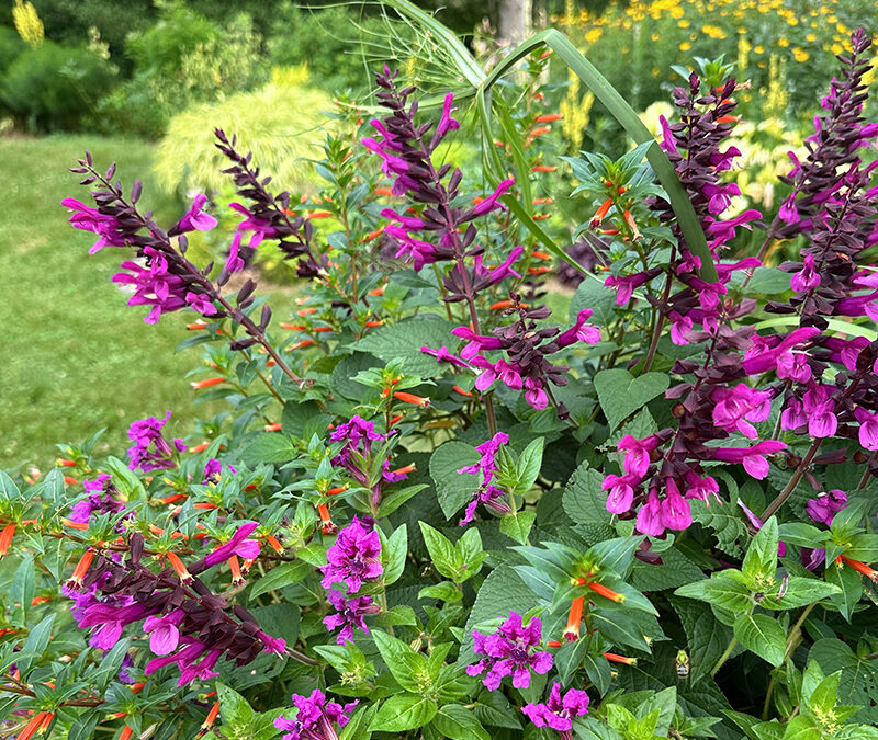 I Love Rockin’® Fuchsia Salvia hybrid