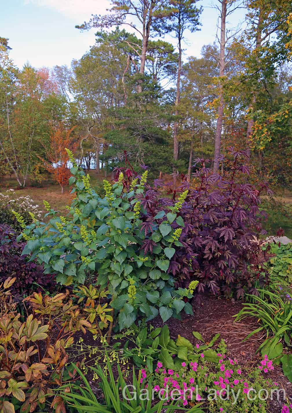Other annuals for cold-climate fall gardens are Salvia mexicana 'Limelight' and Hibiscus acetosella. The salvia starts to become showy as the lime-green bracts form, soon to be ornamented with bright blue flowers. When this plant is placed next to the burgundy-leaved Hibiscus acetosella, you have an eye-catching combination. 