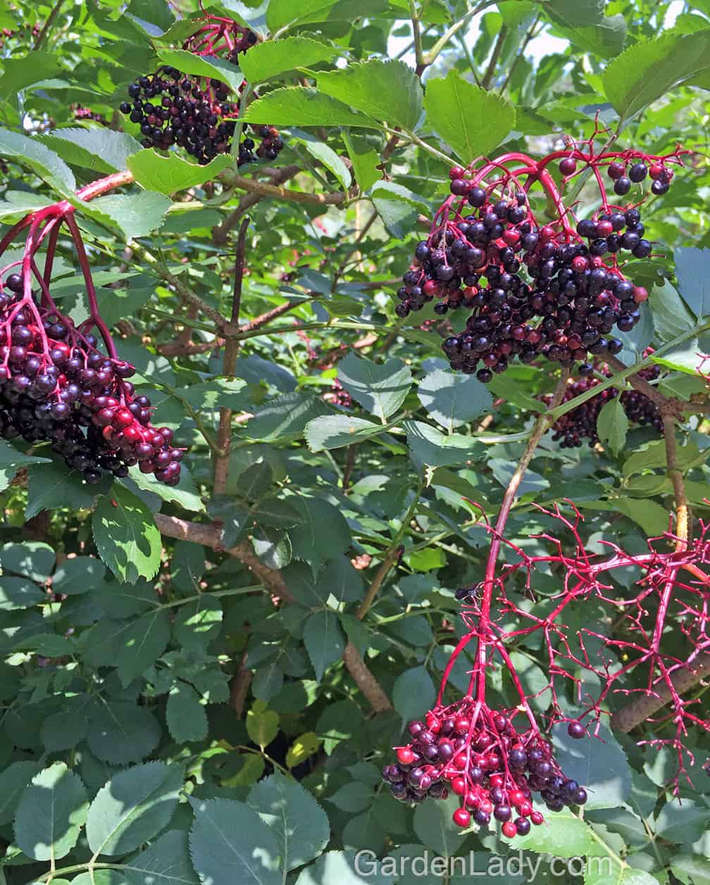 My Samdal Sambucus is filled with fruit this year. Too bad I don't make or eat jelly...