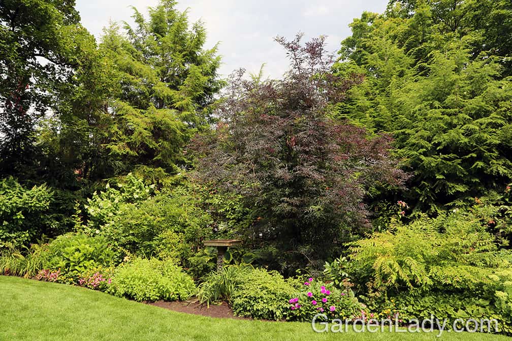 This is a Black Lace Sambucus that I saw in a Pittsburgh garden two years ago. It was well over 12 feet tall. 