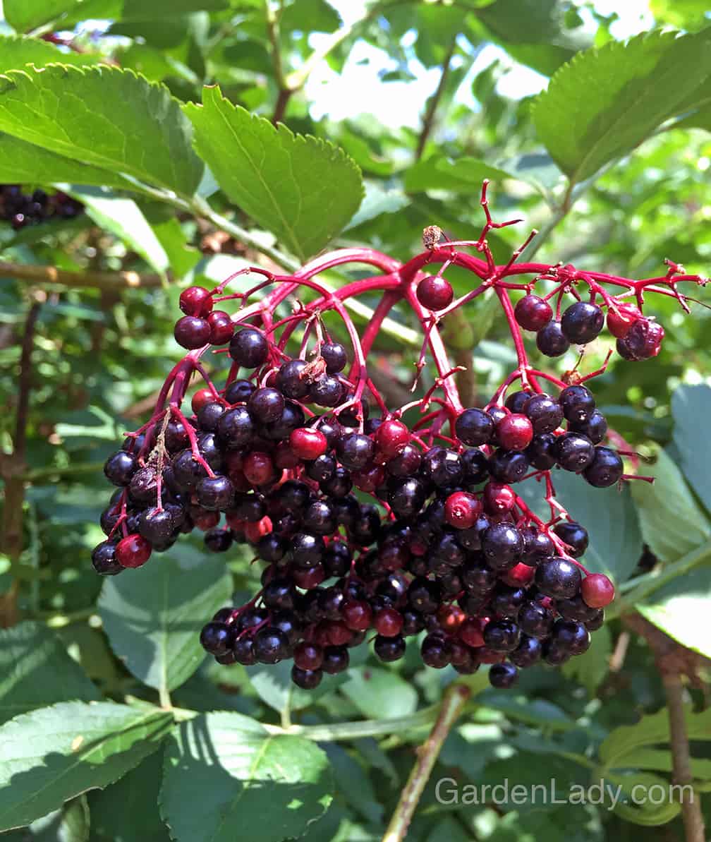 I pick stems of elderberries to bring inside for bouquets. They are like having jewels dripping from the foliage.