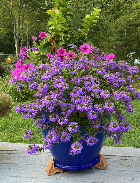 I Love Scaevola aemula aka Blue Fan Flower | GardenLady.com