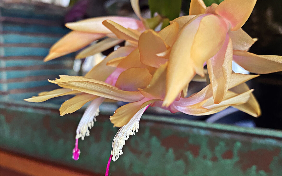 A Postcard From Christmas and Thanksgiving Cactus
