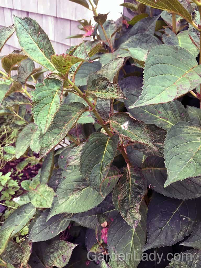 What is Wrong With My Hydrangea Leaves? | GardenLady.com