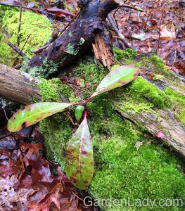 When I was walking the dog in a local conservation area, I saw this self-seeded Rhododendron. It had sprouted on top of a moss-covered log. Will the log rot fast enough in order for the rhody to put roots in actual soil? Probably. But the fact that this seed germinated in the "wrong place" to begin with, yet is doing so well, is a demonstration of the resiliency of plants. 