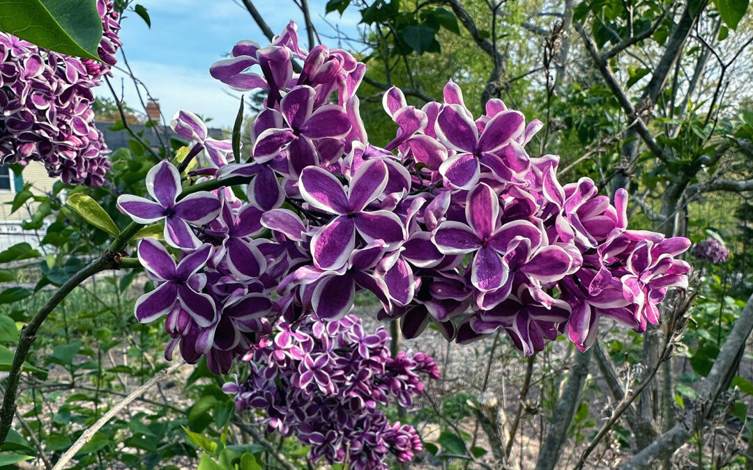 A Postcard From Lilacs