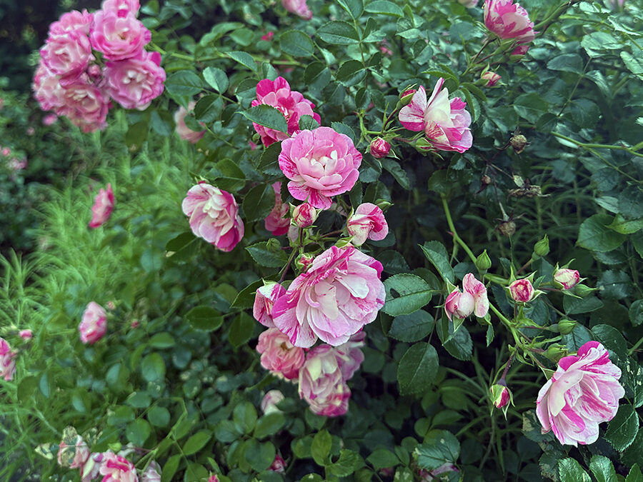 A Postcard From June Roses