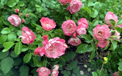 How To Prune or Renovate Knockout and Other Shrub Roses