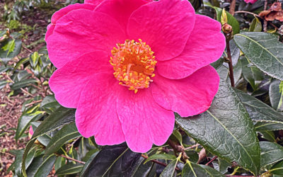 I Love Camellia Species and Hybrids