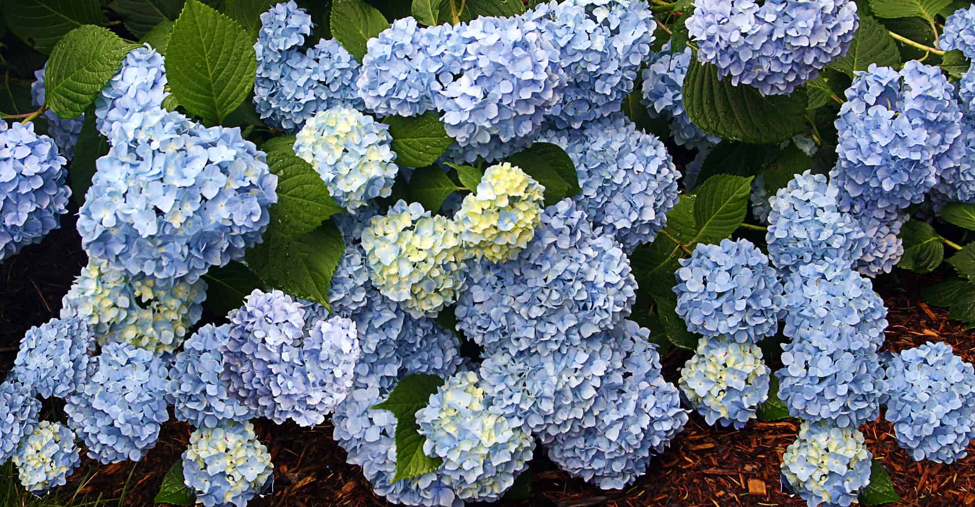 Why Doesn’t My Blue Hydrangea Bloom ~ A GardenLady Graphic